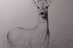 Disegni Ele 018